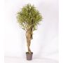 Dracaena Reflexa Jamaica décoratif KASANDRA, troncs naturels, vert-jaune, 175cm - Made in Italy