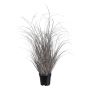 Herbe décorative Carex TAVRE, champagne, 75cm