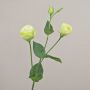 Branche artificielle Lisianthus RINARA, crème-vert, 65cm