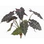 Alocasia Sanderiana artificiel AINARA, vert-blanc, 60cm