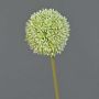 Fleur artificielle Allium BAILIN, crème-vert, 65cm