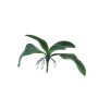Feuilles artificielles d'orchidée Phalaenopsis WUJUAN avec racines aériennes, 35cm