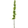 Fleur artificielle laitue d’eau PINWAN, vert, 105cm