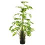 Philodendron décoratif Monstera Deliciosa Variegata HUALIEN, vert-blanc, 80cm