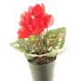 Fleur artificielle Cyclamen XIAOGUO, rouge, 25cm
