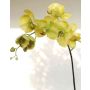 Tige d'orchidée Phalaenopsis artificielle DAJANA, jaune-vert, 115cm