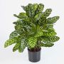 Faux calathea BADU, grand, vert-jaune, 80cm