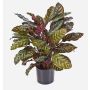 Calathea artificiel BIJAN, grand, vert-rouge, 80cm