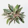 Cordyline artificielleTHAIS, sur piquet, vert-rose, 50cm