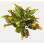 Croton artificiel TAAVI sur piquet, coloré, 40cm