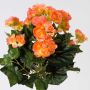 Bégonia artificiel IVANA sur piquet, saumon, 40cm, Ø3-5cm