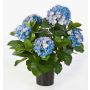 Hortensia en soie HARUKA, bleu, 55cm, Ø10-15cm