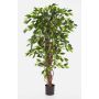 Faux ficus benjamina JARLAN, vrais troncs, vert, 180cm