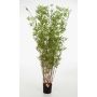 Bambou artificiel DAYA, troncs naturels, vert, 190cm