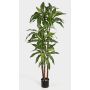 Faux dracaena Fragrans LAURA, vrais troncs, vert-blanc, 120cm