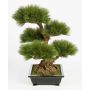Faux bonsai pin TAYLOR, racines, coupe céramique, vert, 70cm