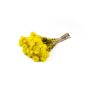 Bouquet d'immortelle d'Italie séché BIBIANA, jaune, 35-45cm, Ø15cm