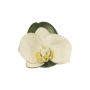 Fleurs décoratives d'orchidée Phalaenopsis CALIN, 6 pièces, flottantes, blanches, 11cm