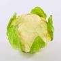 Chou-fleur artificiel SINEO, blanc-vert, 10,5cm, Ø18cm