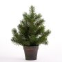 Sapin RUDOLF en pot, 35cm