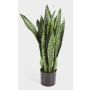 Plante artificielle Sansevieria BEYZA, vert, 80cm