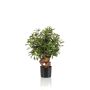 Faux ficus Retusa CUMBIA, tronc naturel, pot en céramique, vert, 70cm