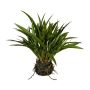 Herbe décorative Roseau de Chine SIMVO, motte de terre, racines, vert, 35cm