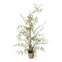 Plante artificielle Muehlenbeckia MURAHIN, pot en ciment, vert, 100 cm