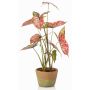 Plante artificielle Syngonium YOMREL dans un pot en terre cuite, rouge-vert, 60 cm