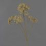 Branche décorative d'achillée millefeuille ORTEGA, beige, 75 cm, Ø 7-13 cm