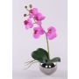 Orchidée Phalaenopsis décorative ZARMINAH en pot en céramique, racines, cerise, 30 cm