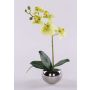 Orchidée Phalaenopsis décorative ZARMINAH dans un pot en céramique, racines, vert crème, 30 cm