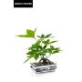 Bonsai artificielle Pachira IVANO en Coupe en céramique à motif get, vert, 40cm