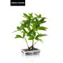 Bonsai artificielle Pachira IVANO en Coupe en céramique à motif get, vert, 60cm