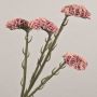 Fleur artificielle « Strandflieder » AYISHA, aspect séché, vieux rose, 65 cm, 3,5 x 6 cm
