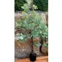 Arbre en plastique Eucalyptus WISGARD, tronc artificiel, vert-gris, 180cm