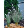 Pennisetum alopecuroides artificiel SVERRE avec des panicules, pot en zinc, rose-vert, 50cm