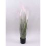 Pennisetum alopecuroides décoratif PARIDKO avec des panicules, rose-vert, 90cm