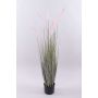 Pennisetum alopecuroides décoratif PARIDKO avec des panicules, rose-vert, 120cm