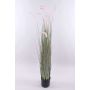 Pennisetum alopecuroides décoratif PARIDKO avec des panicules, rose-vert, 150cm