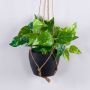 Panier suspendu de pothos artificiel CASON en pot décoratif, vert, 60cm