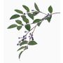 Branche décorative Myrtillier PETRINA avec des baies, bleu, 80cm