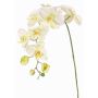 Branche décorative Orchidée Phalaenopsis WESA, blanc-vert, 90cm, Ø11-12,5cm