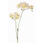Branche artificielle Orchidée Phalaenopsis VILLANI, blanc-vert, 65cm