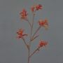 Fleur décorative Anigozanthos LEOBER, rouge-orange, 75cm