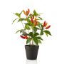 artificielle Piment Pflanze KIRKI à fruits, en pot décoratif, orange-rouge, 35cm
