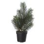 Arbre artificiel Sapin BLAISE, 20cm