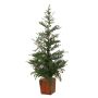 Arbre décoratif Sapin CEDARIO avec pommes de pin, dans un pot en bois, 110cm