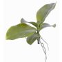 Feuilles de Phalaenopsis artificielles PRIMUS, racines aériennes, 19x34cm