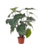 Syngonium artificiel PERAMI, vert, 45cm
